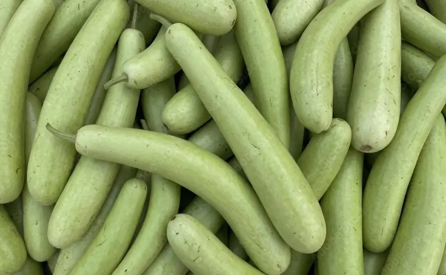Fresh Bottle gourd mandi bhav and vegetable price in Udaipur, Rajasthan